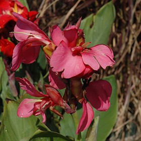 Plant Photo 4