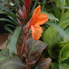 Plant Photo 7