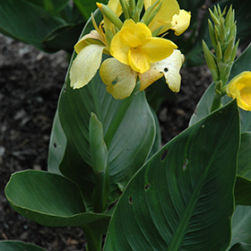 Plant Photo 9