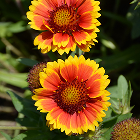 Gaillardia arizona 2025 sun height