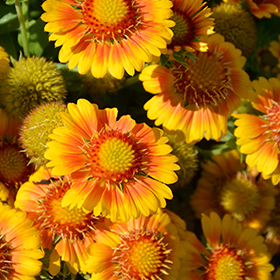 Gaillardia apricot 2025