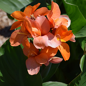 Plant Photo 5