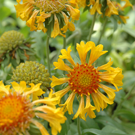 Commotion Moxie Blanket Flower Gaillardia x grandiflora