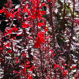 Lure Uredelighed færge Fan Scarlet Cardinal Flower (Lobelia x speciosa 'Fan Scarlet') in Richmond  Fairfax Loudoun Prince William Fredericks Virginia VA at Meadows Farms  Nurseries
