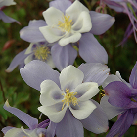 Songbird Blue Bird Columbine Aquilegia Blue Bird In Richmond Fairfax Loudoun Prince William Fredericks Virginia Va At Meadows Farms Nurseries