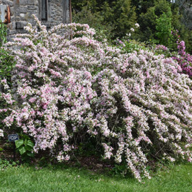 Plant Photo 5
