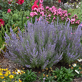 Denim N Lace Russian Sage Perovskia Atriplicifolia Denim N Lace In Richmond Fairfax Loudoun Prince William Fredericks Virginia Va At Meadows Farms Nurseries