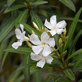 Beauty Lies In Poison White Oleander Pinterest White Oleander, Flower  Tattoos, Flower Tattoo Meanings