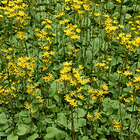 Plant Photo 5