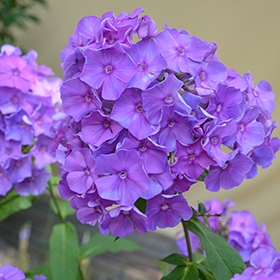 PRINCE & HIS PARADISE OF FLOWERS