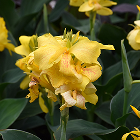 Plant Photo 6