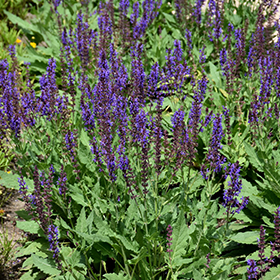 Plant Photo 7