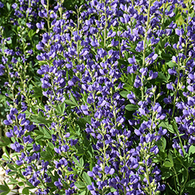 Plant Photo 3