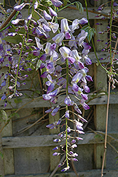 Issai Japanese Wisteria (Wisteria floribunda 'Issai') in Richmond 